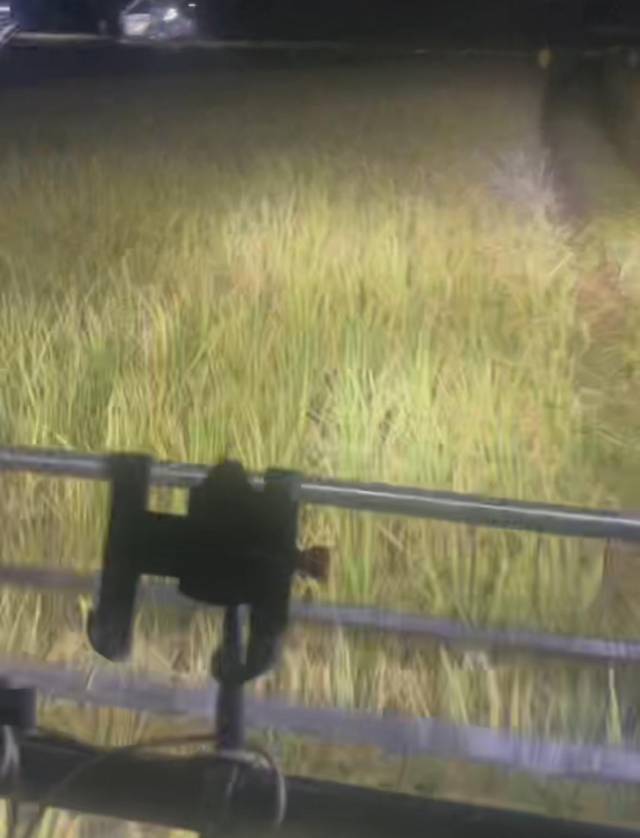 王厚安参与抢收水稻。