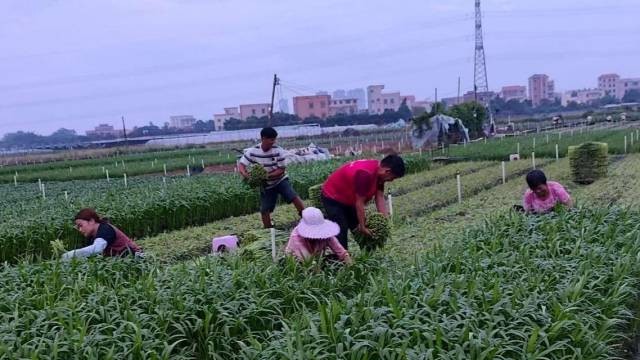 迎战风王的48小时：“桦加沙”登陆前的广东一线应对速写