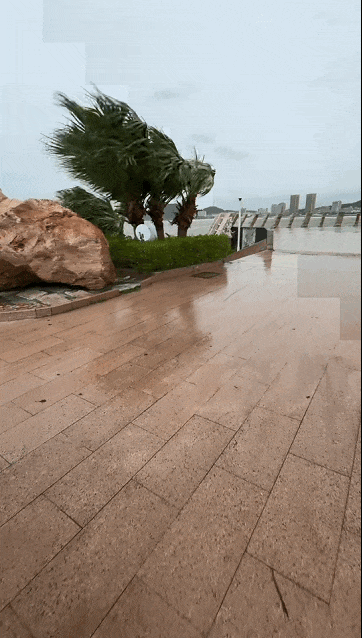 海陵岛风力增大，南海放生台附近树干被吹得东倒西歪。 图/文 梁文栋