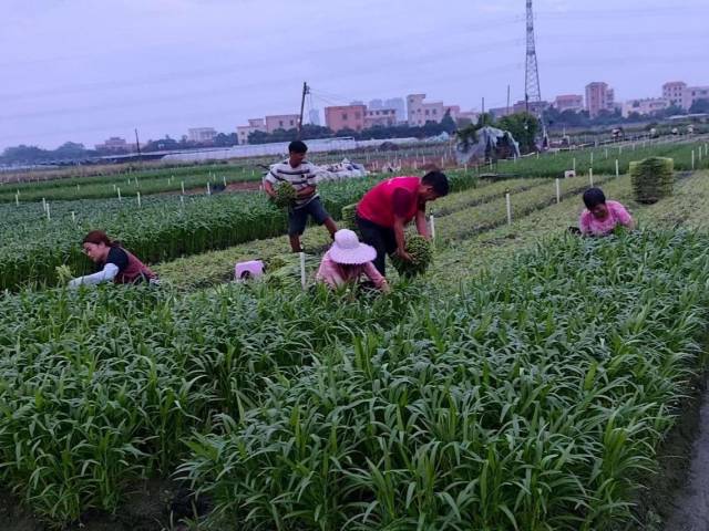 “助农抢收队”协助菜农抢收蔬菜。