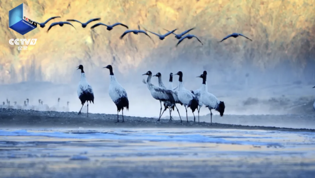 △纪录片《高原精灵黑颈鹤》