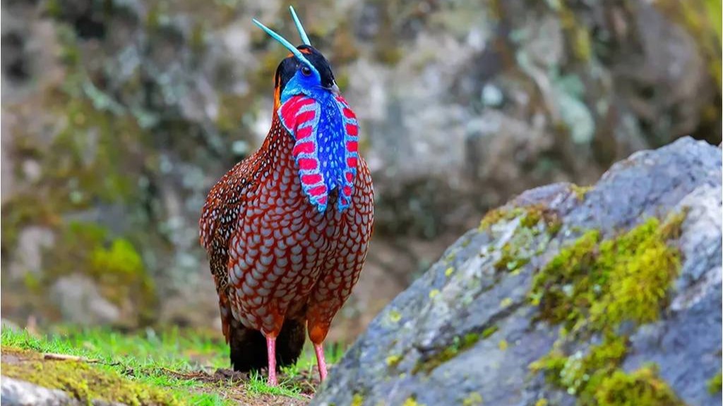 人与自然和谐共生！这场新书分享会见证中国“拍鸟侠”心路历程