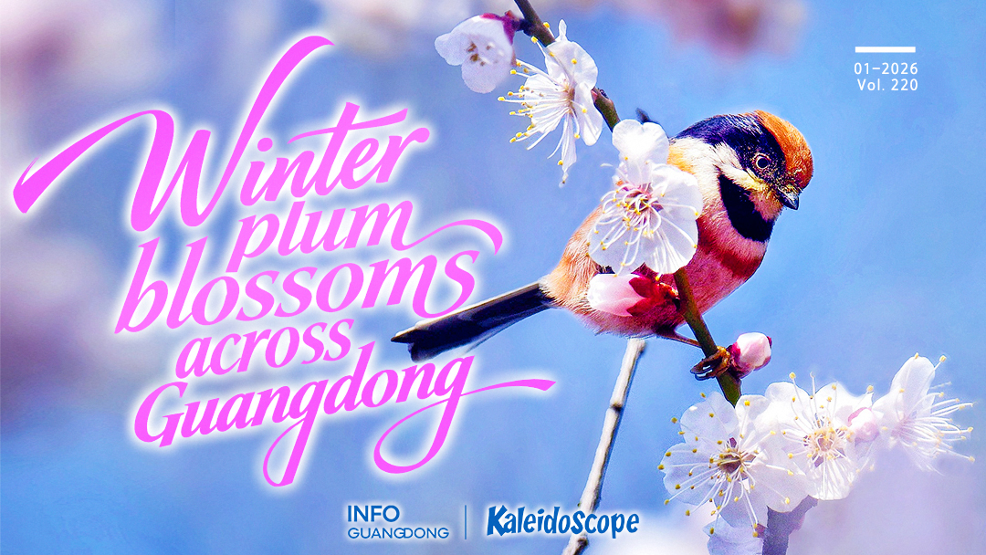 Winter "snow scenes" of plum blossoms in Guangdong
