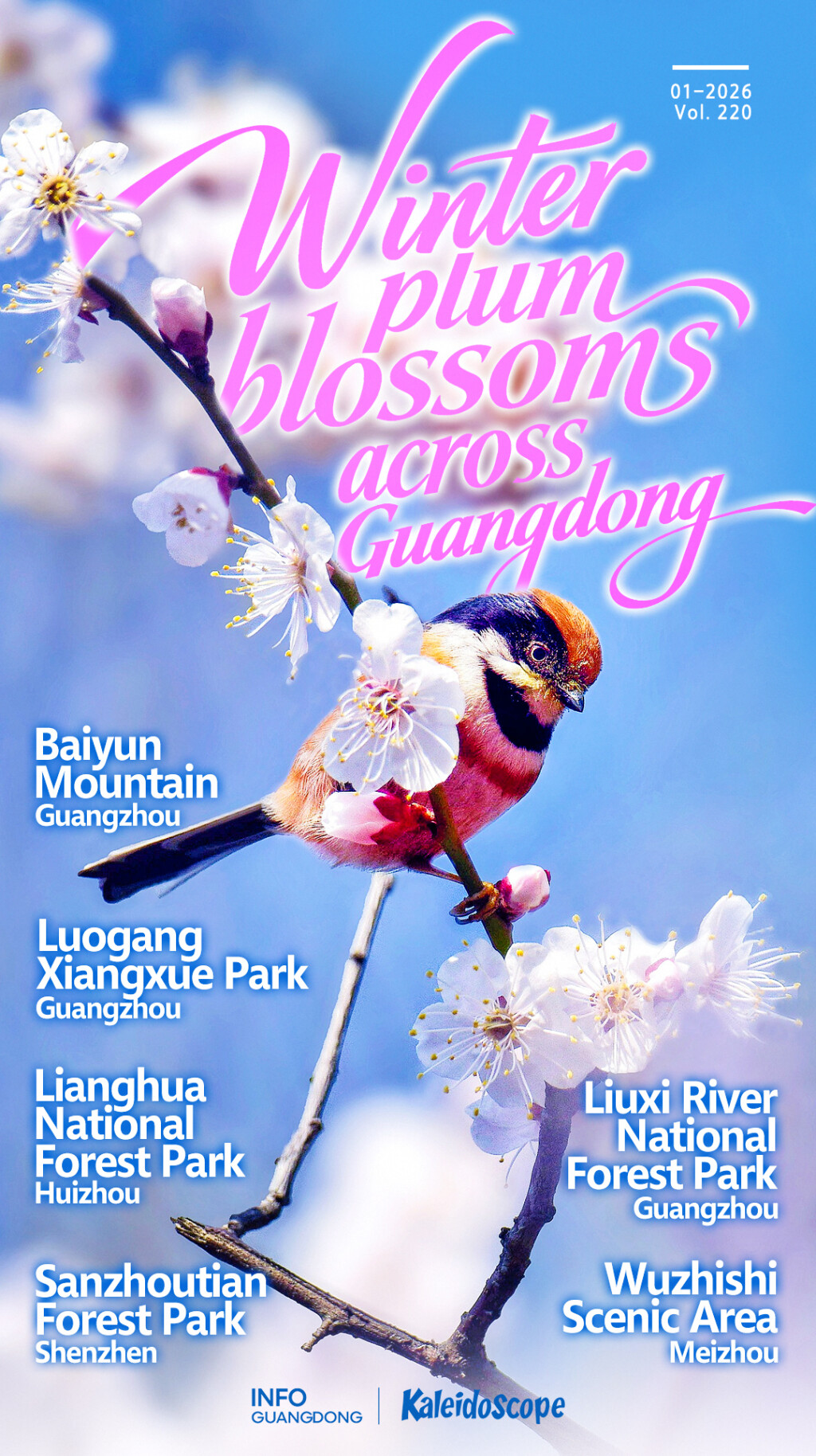 Winter "snow scenes" of plum blossoms in Guangdong