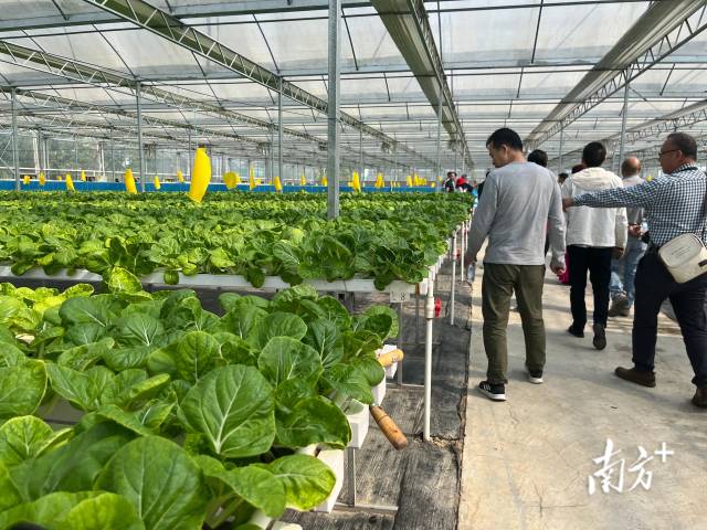 参观者们走进开平市首个供港澳蔬菜生产基地。  南方+ 郑琦 拍摄