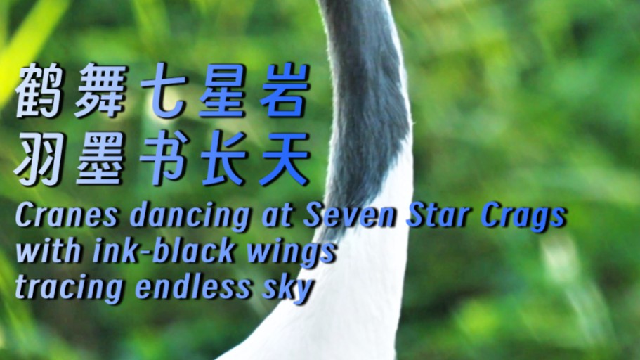 Cranes dancing at Seven Star Crags with ink-black wings tracing endless sky