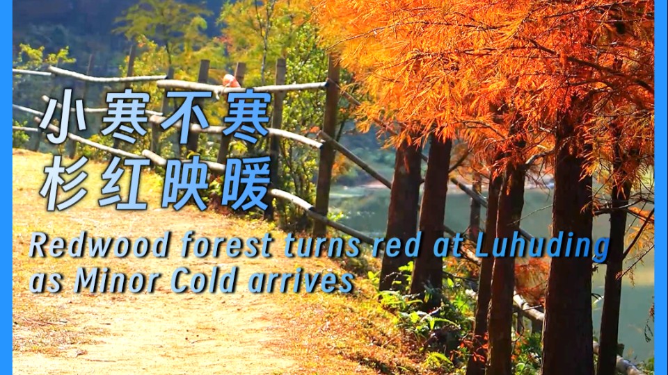 Redwood forest turns red at Luhuding as Minor Cold arrives