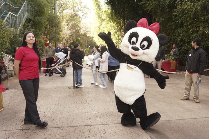 2月4日，在美国圣迭戈动物园，一名装扮成熊猫的工作人员在春节庆祝活动上欢迎游客。