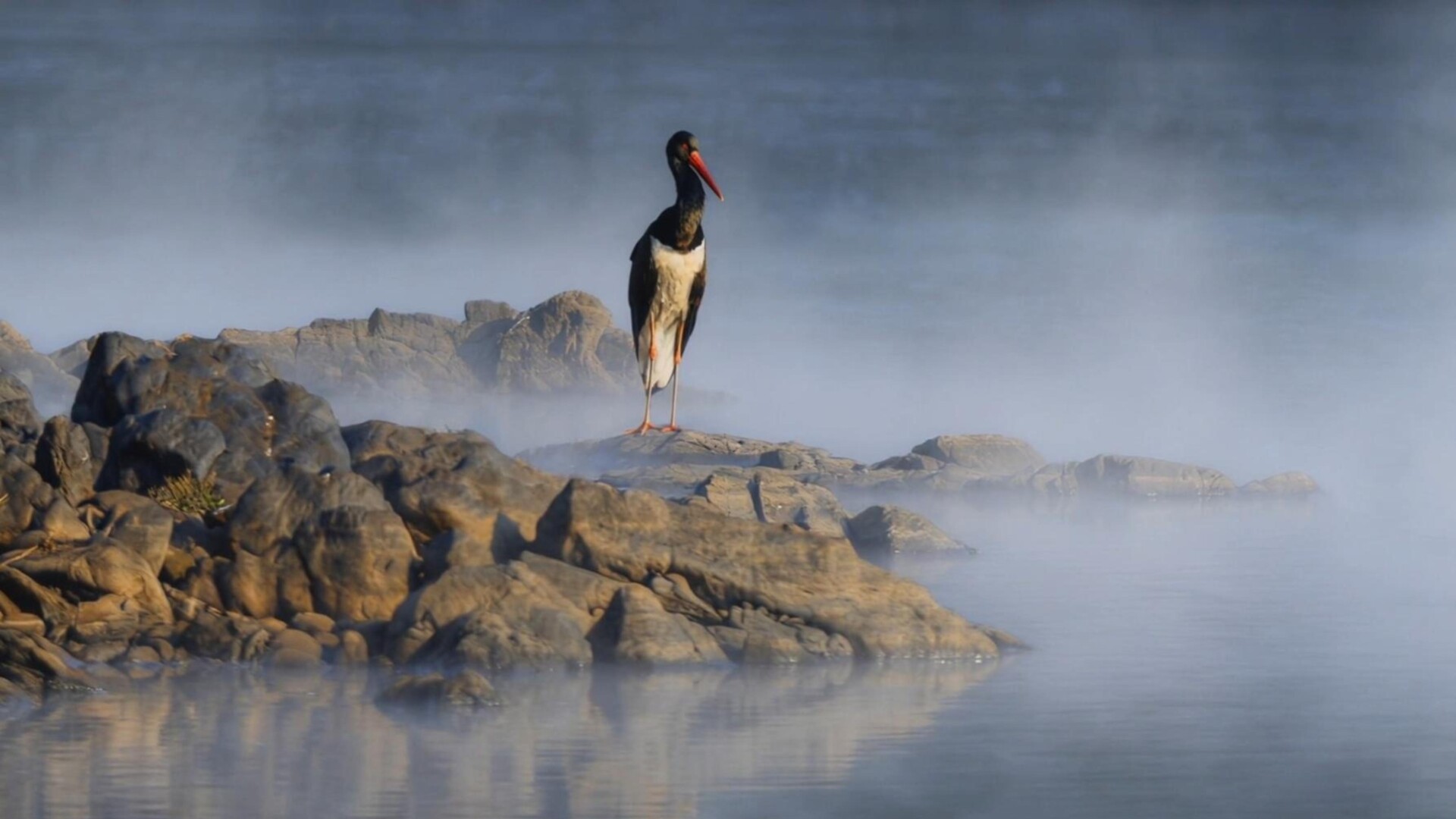 Rare "giant panda of birds" spotted for first time at Shaoguan's Danxia Mountain