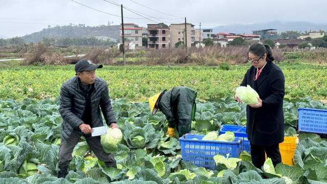 全国人大代表黄秀芬：为壮大乡村特色产业建言，把村民心声带到两会