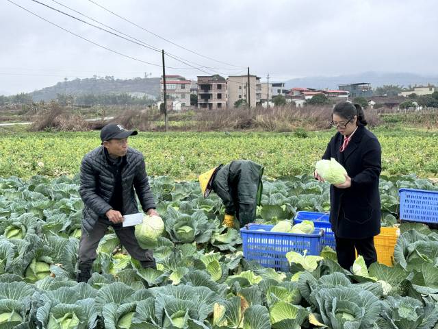 黄秀芬（右）扎根粤北山区，在农业领域坚守了十余年。