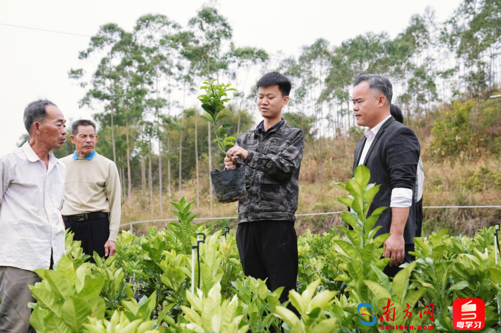 廖志略介绍化橘红。受访者供图