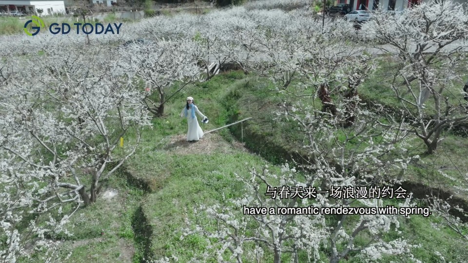 Plum blossoms are in full bloom in Xinyi, welcoming spring