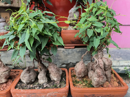 【广东物产图鉴】德庆何首乌