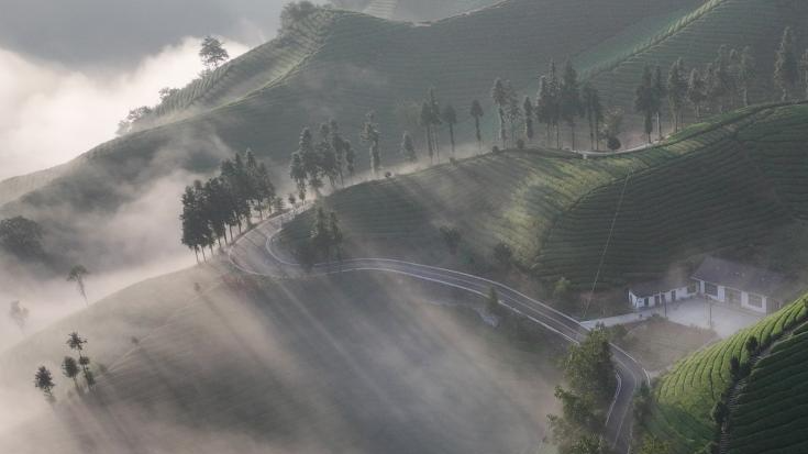 Scenery of tea garden in Mu'er Mountain, C China's Hubei