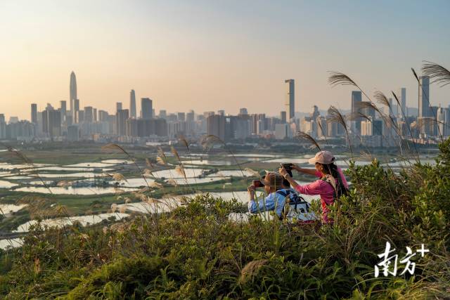 22/25 位于香港北部都会区的马草垄村与深圳仅仅一河之隔，对面是高楼大厦，这边是湿地鱼塘，每逢假期总是吸引许多市民前来“打卡”。