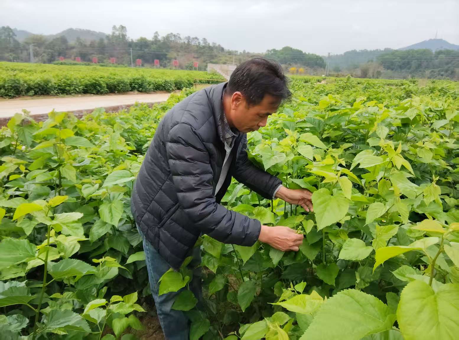 罗定市罗平镇泗盆村：多措打造蚕桑产业链