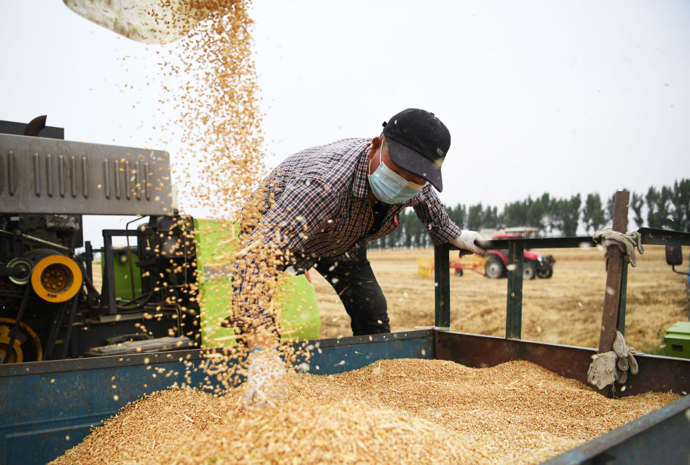 河南省南阳市唐河县湖阳镇周安村村民在收获小麦（2022年5月22日摄）。新华社记者 张浩然 摄