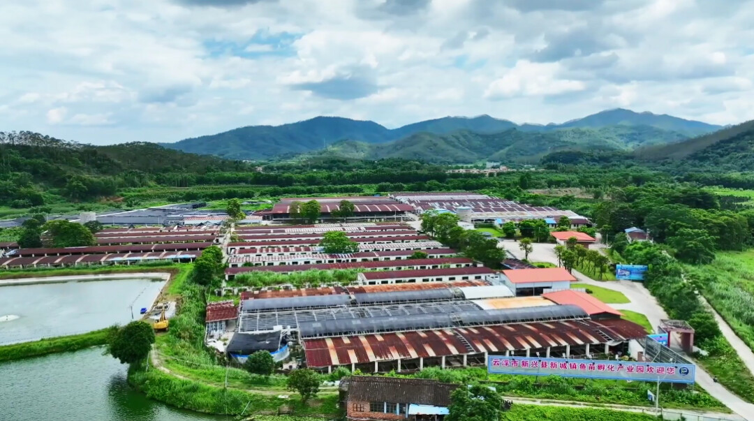 镇出发丨新兴县新城镇加快构建现代化产业体系 “绿色颜值”与“金色产值”共融共赢