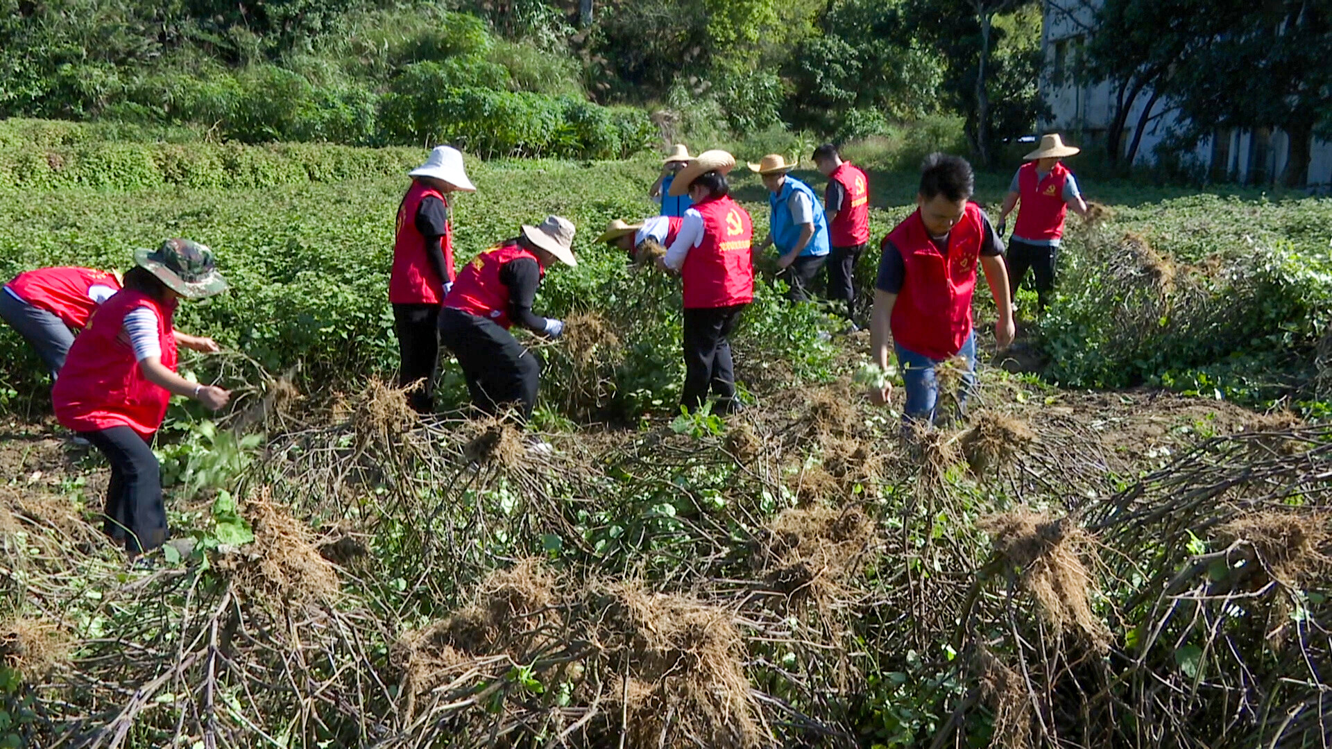 镇出发丨罗定市龙湾镇打造南药特色产业 广藿香喜获丰收