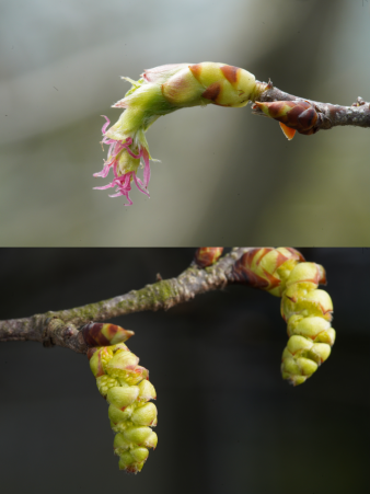 △2021年4月，上海辰山植物园培育的普陀鹅耳枥陆续开花（上图为雌花、下图为雄花）