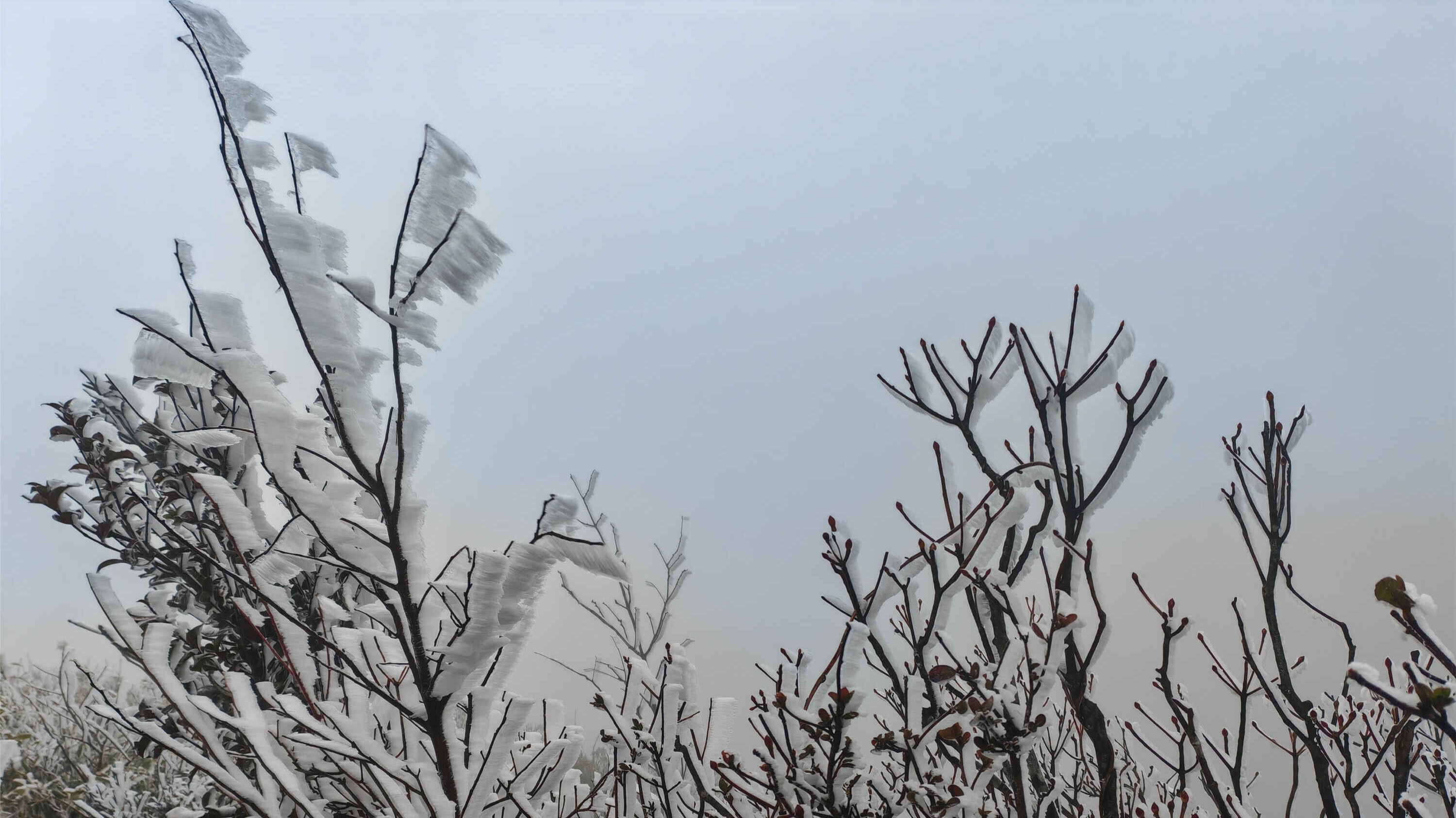 立春日广东金子山喜迎瑞雪，庭树挂飞花