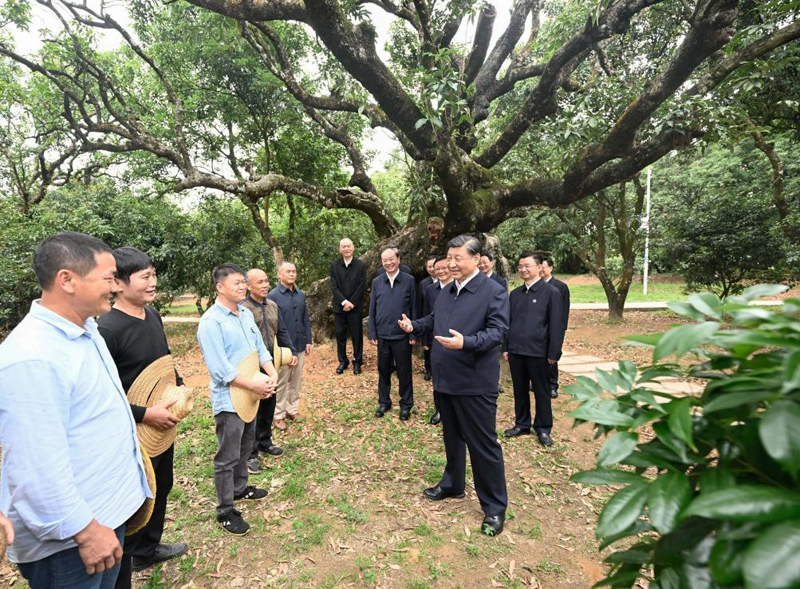 2023年4月11日，习近平总书记在广东茂名高州市根子镇柏桥村荔枝种植园，同现场技术人员亲切交流。新华社记者 李学仁 摄