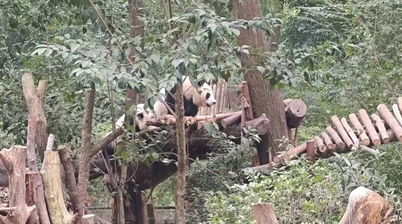 12月22日，成都大熊猫繁育研究基地，“和花”和“和叶”在玩耍。受访者供图