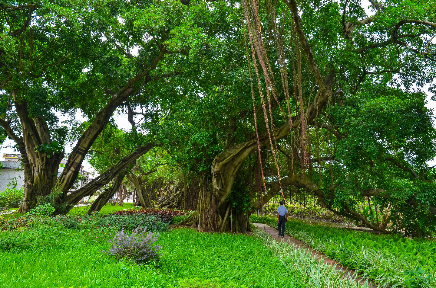 江门大坑里百年榕树（新会区沙堆镇政府 摄）