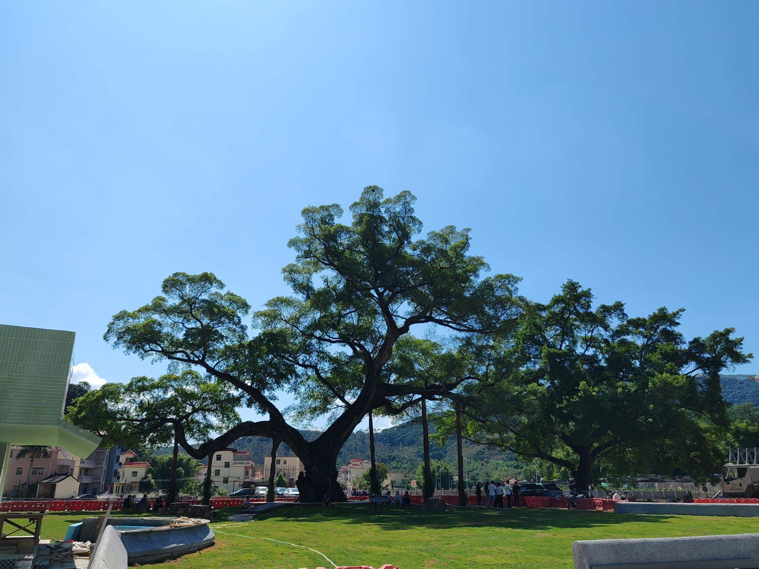 惠州麻榨千年古榕树公园（通讯员供图）