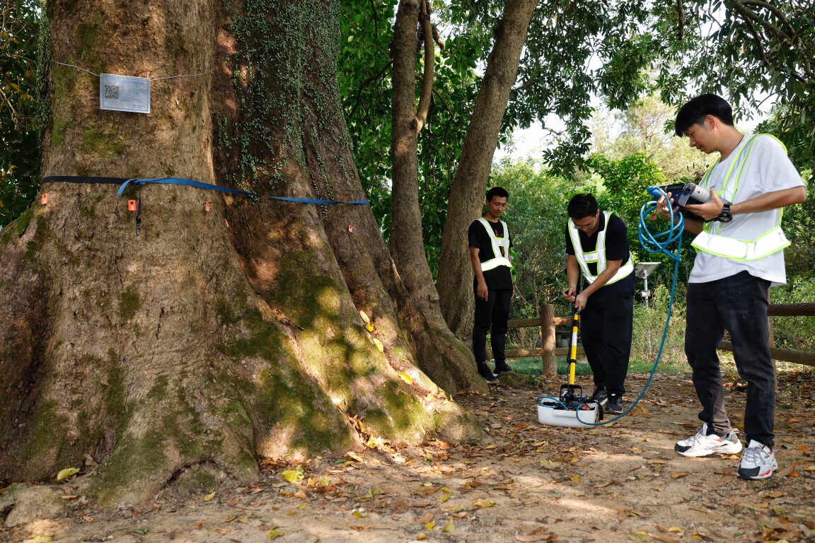 专家对秋枫树古树进行“体检”（通讯员供图）