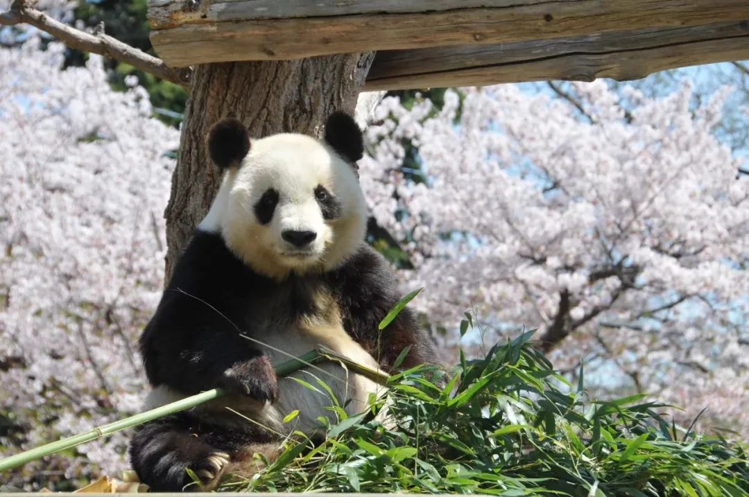大熊猫“爽爽” 图源：中国野生动物保护协会微信公众号