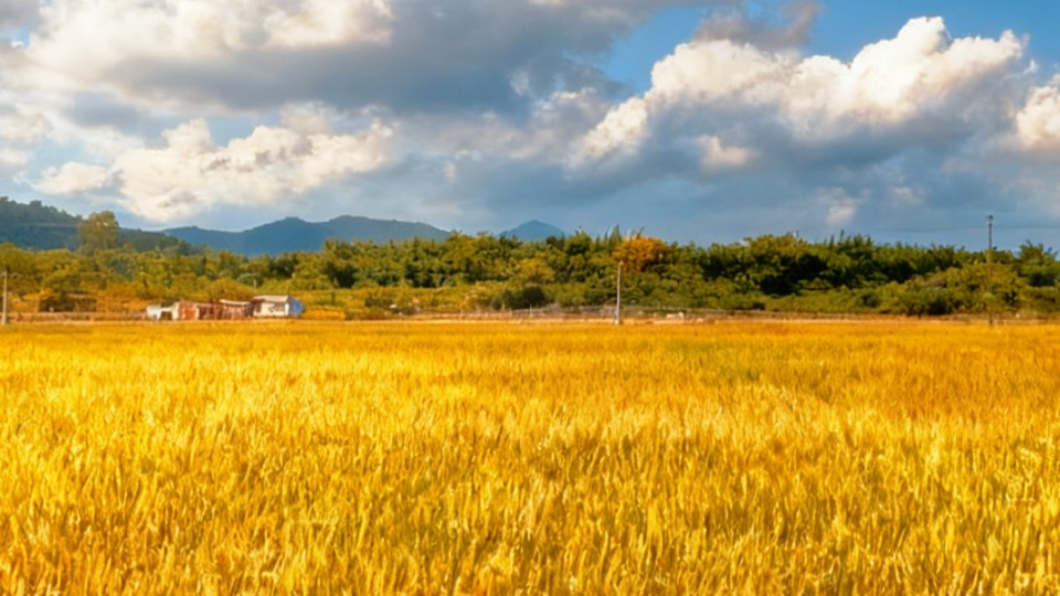​Valley winds whisper through rice fields at dawn