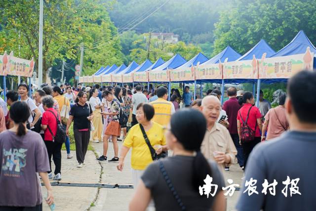 南方农村报 王富迪 拍摄