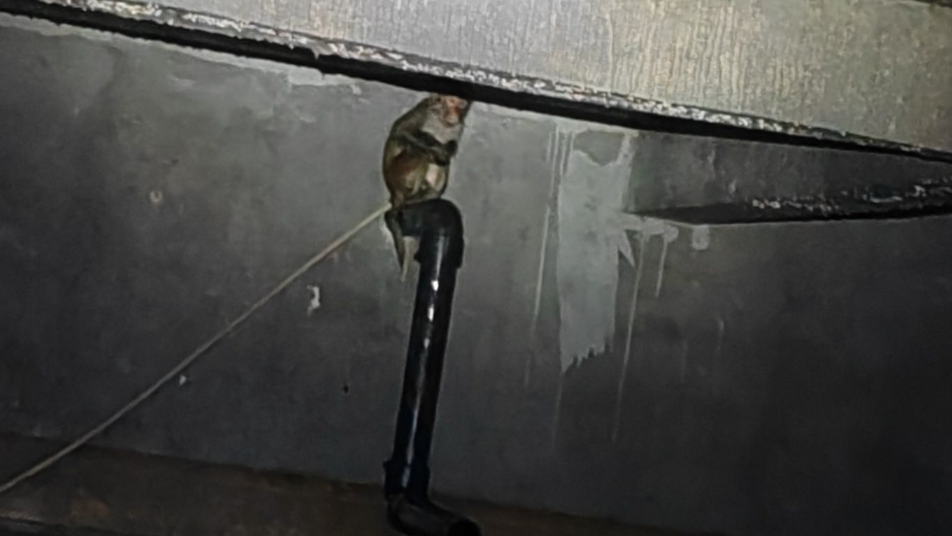 “猴哥”大闹广东一校园！消防员智擒“不速之客”