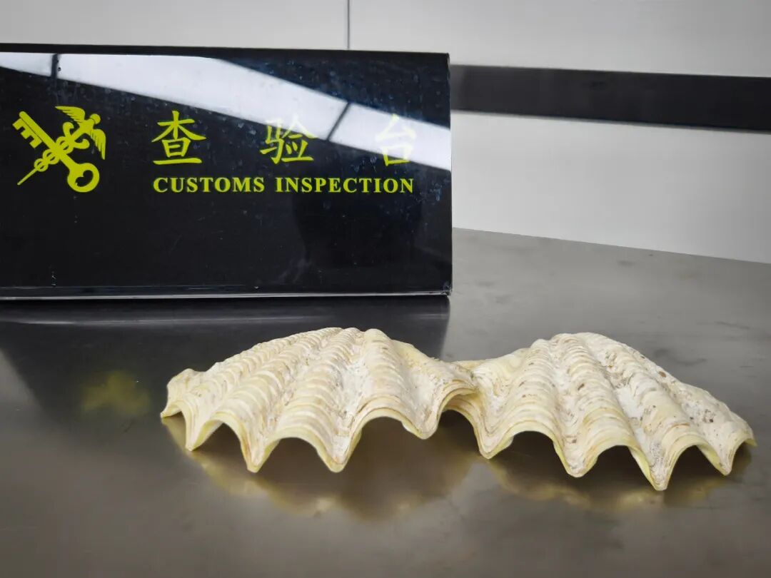 是假的！ Luohu海关在一盒塑料壳中取了两个巨型