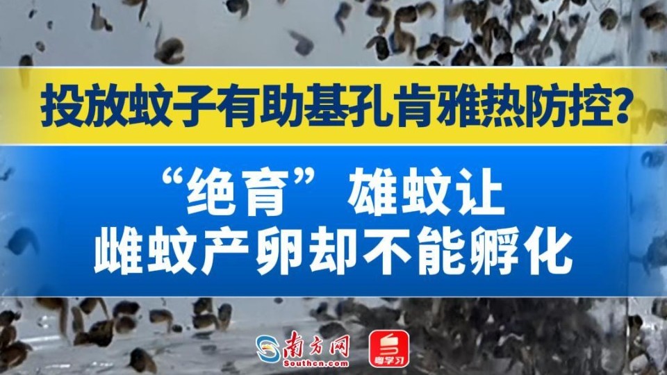 投放蚊子有助基孔肯雅热防控？“绝育”雄蚊让雌蚊产卵却不能孵化