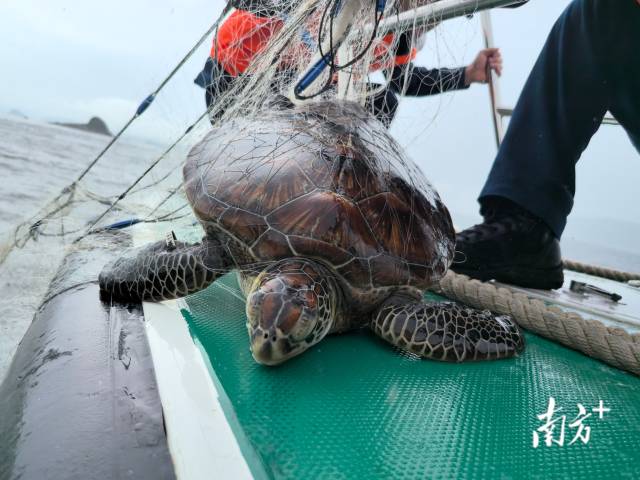 国家一流保护的动物被困在渔网中，几乎挣扎着
