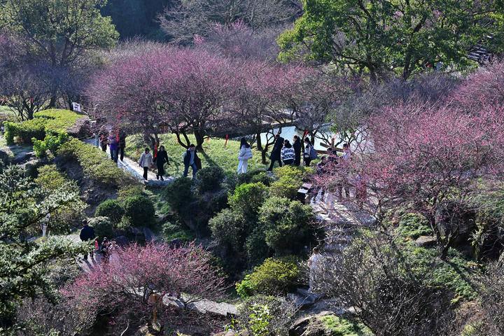 △2025年1月29日，游人在福建福州鼓山赏梅。