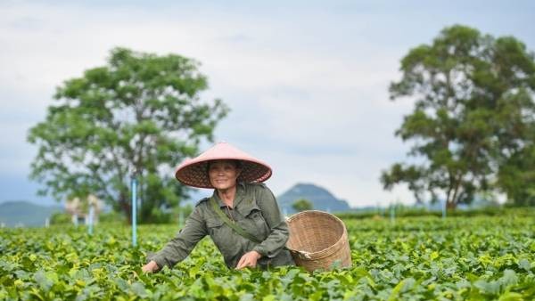 Qingyuan's agricultural production  sets new high record