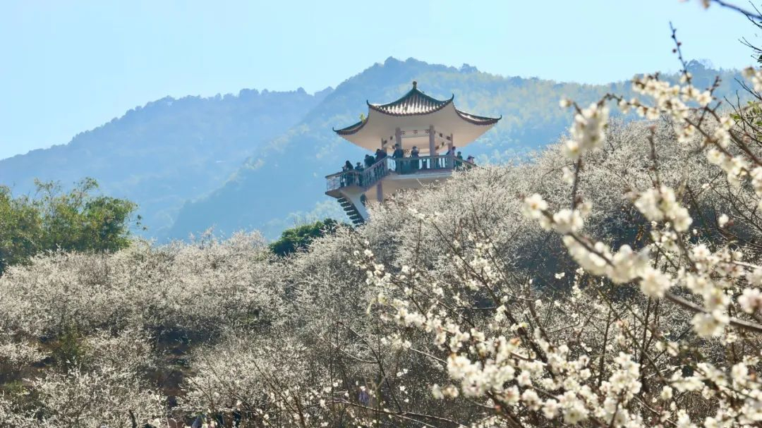 ​Liuxi Fragrant Snow in Guangzhou's Conghua District draws droves of visitors