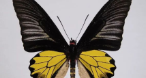 World's most beautiful butterfly captured in downtown Guangzhou World's most beautiful butterfly captured in downtown Guangzhou