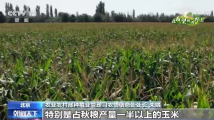 农业农村部最新农情调度:全国大部地区秋粮长势较好 农业农村部最新农情调度:全国大部地区秋粮长势较好