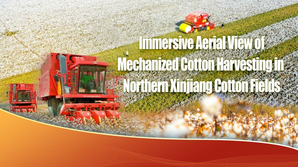 Immersive Aerial View of Mechanized Cotton Harvesting in Northern Xinjiang Cotton Fields
