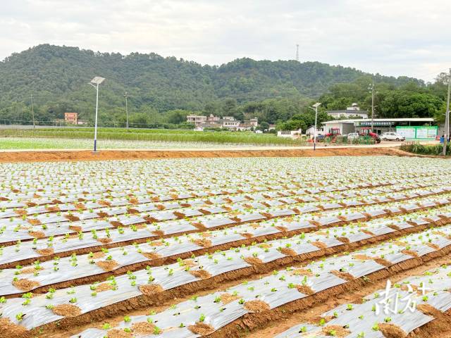 车村供销农场生产基地