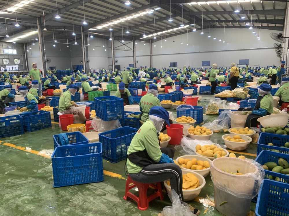 3月7日，工人在柬埔寨磅士卑省的中宝（柬埔寨）食品科技有限公司处理芒果。新华社发（万坡 摄）