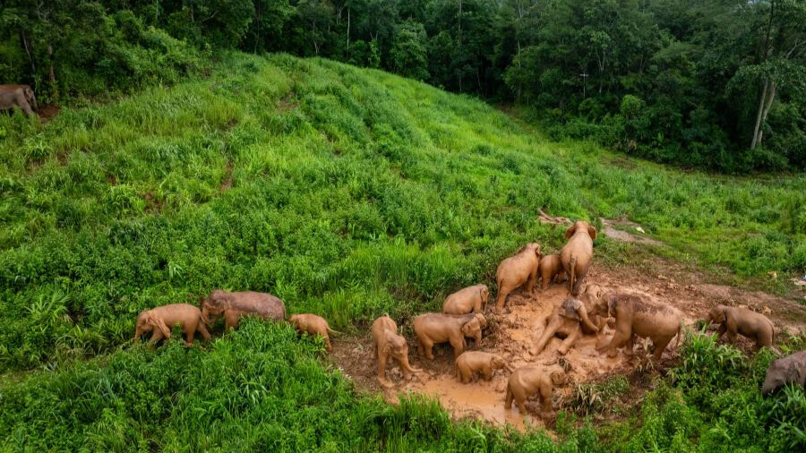 China's "wandering elephants" welcome new members