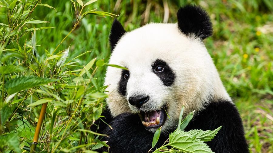 Giant panda Meng Meng expecting twins in Berlin