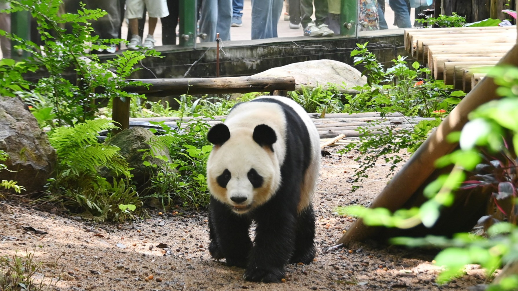 Creative cooling methods of animals in Shenzhen Safari Park