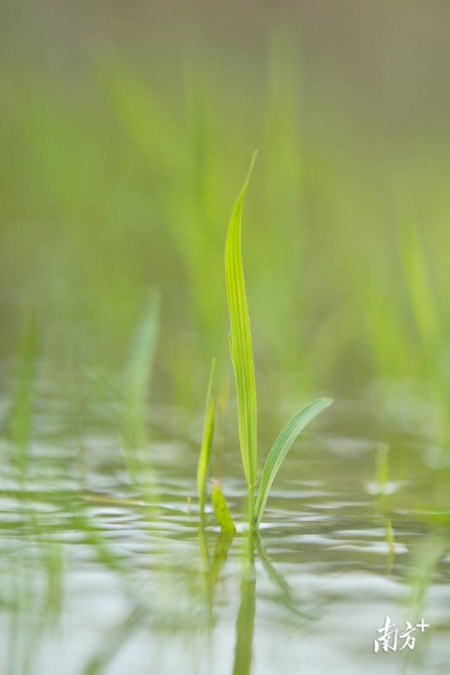 云浮新兴县，水田里的水稻秧苗正茁壮成长。